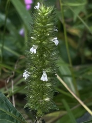 Lepidagathis alopecuroidea
