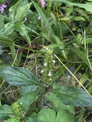 Lepidagathis alopecuroidea