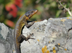 Blue-Spotted Girdled Lizard photo 2