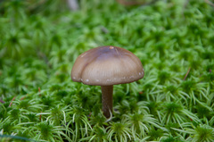 Phaeonematoloma myosotis