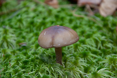 Phaeonematoloma myosotis