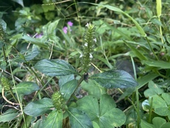 Lepidagathis alopecuroidea