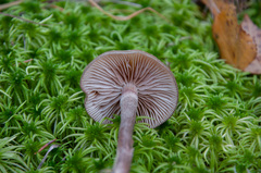 Phaeonematoloma myosotis