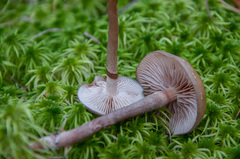 Phaeonematoloma myosotis
