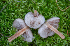 Phaeonematoloma myosotis