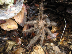 Chaetopelma altugkadirorum