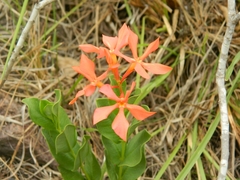 Mandevilla coccinea