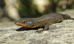 Blue-Spotted Girdled Lizard photo 4