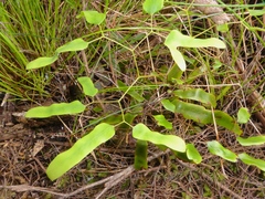 Lygodium articulatum