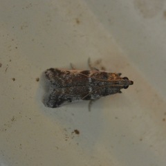 Acrobasis vaccinii