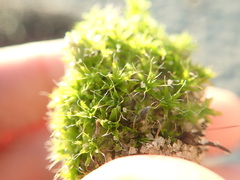 Syntrichia princeps