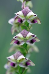 Disperis renibractea
