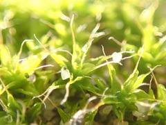 Syntrichia princeps