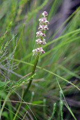 Disperis renibractea