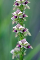 Disperis renibractea