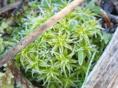 Syntrichia princeps