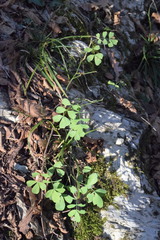 Hippocrepis emerus emerus