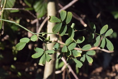 Hippocrepis emerus emerus