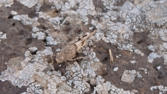 Oedipoda miniata