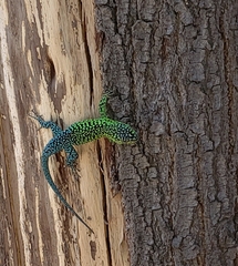 Liolaemus tenuis