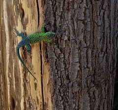Liolaemus tenuis