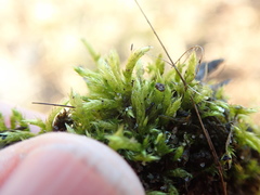 Homalothecium arenarium