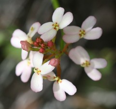 Stylidium junceum