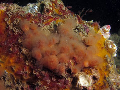 Morchellium argus