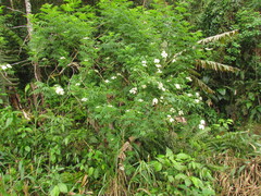 Sambucus australis