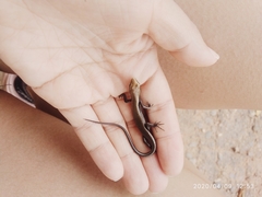 Maracaiba zuliae