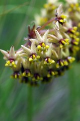 Asclepias vicaria