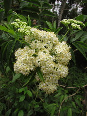 Sambucus australis