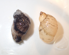 Novisuccinea ovalis