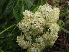Sambucus australis