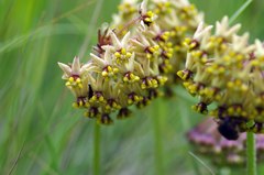Asclepias vicaria