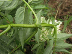 Sambucus australis
