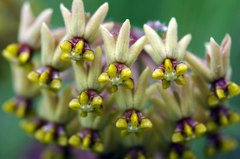 Asclepias vicaria