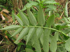 Sambucus australis