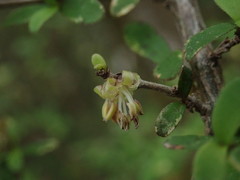 Coprosma ciliata