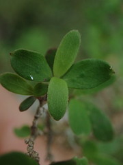 Coprosma ciliata