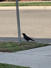 Corvus brachyrhynchos