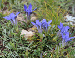 Gentiana septemfida grossheimii