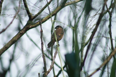 Sporophila morelleti