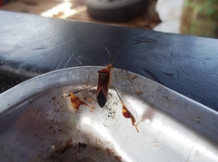 Anisoscelis hymenipherus