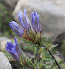 Gentiana septemfida grossheimii