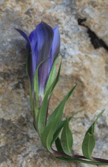 Gentiana septemfida grossheimii