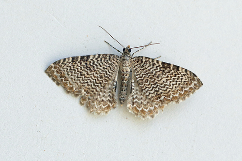 Scallop Shell Moth
