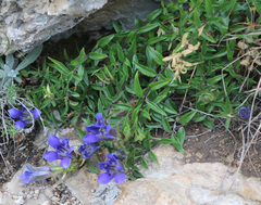 Gentiana septemfida grossheimii