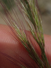 Dichelachne micrantha