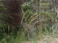 Dichelachne micrantha